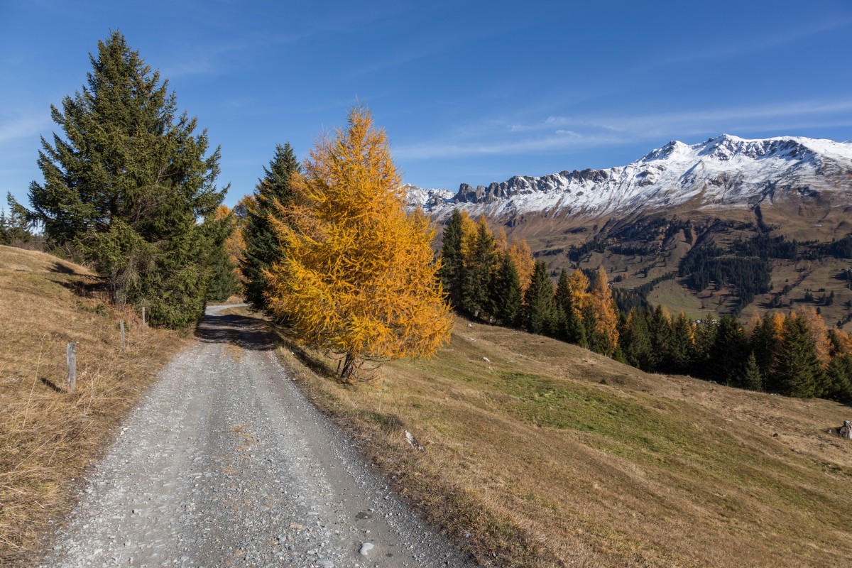 Wanderweg nach Parpan im Herbst
