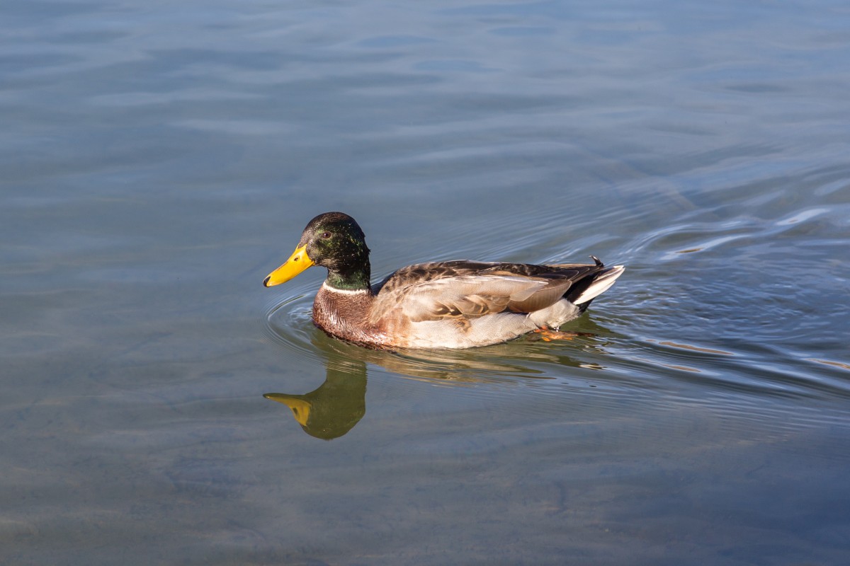 Ente auf dem Heidsee