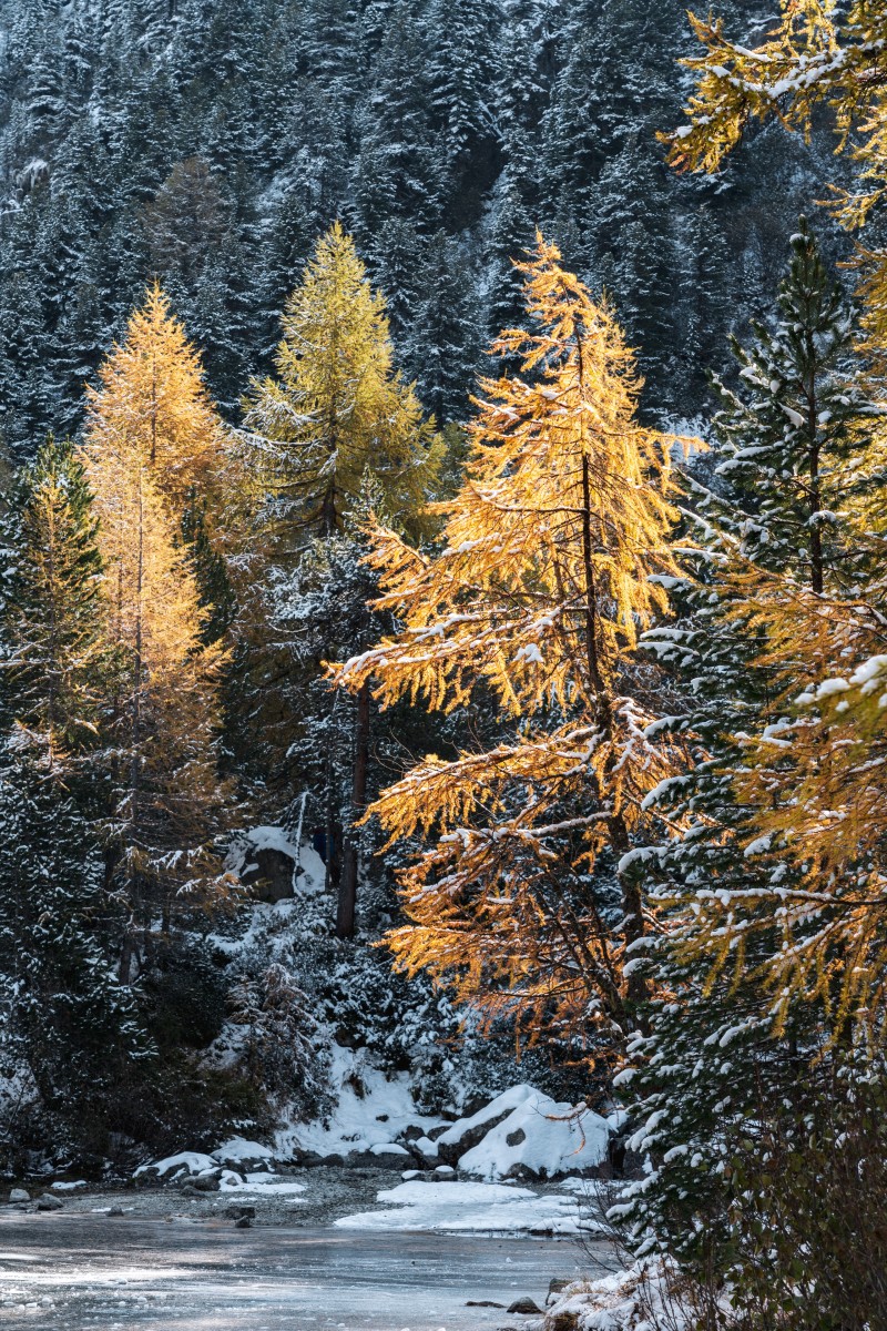 Lärchen am Lai da Palpuogna