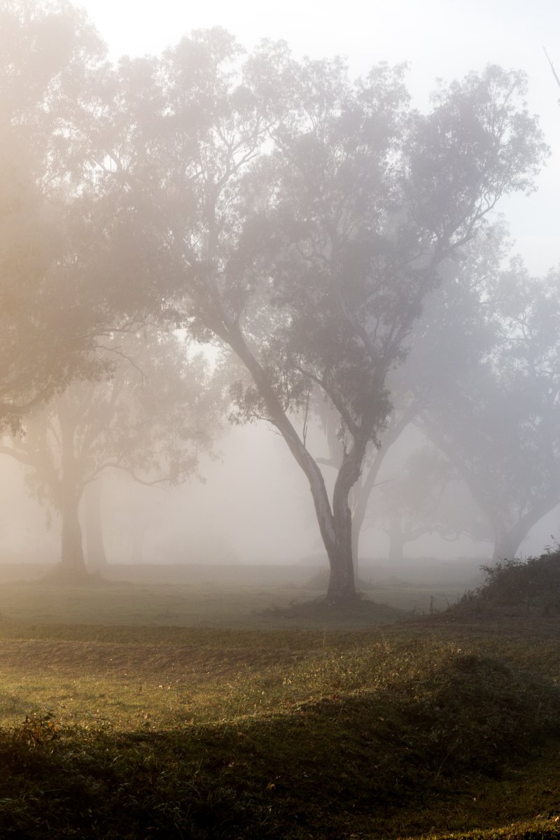 Morgennebel in Towong in Australien