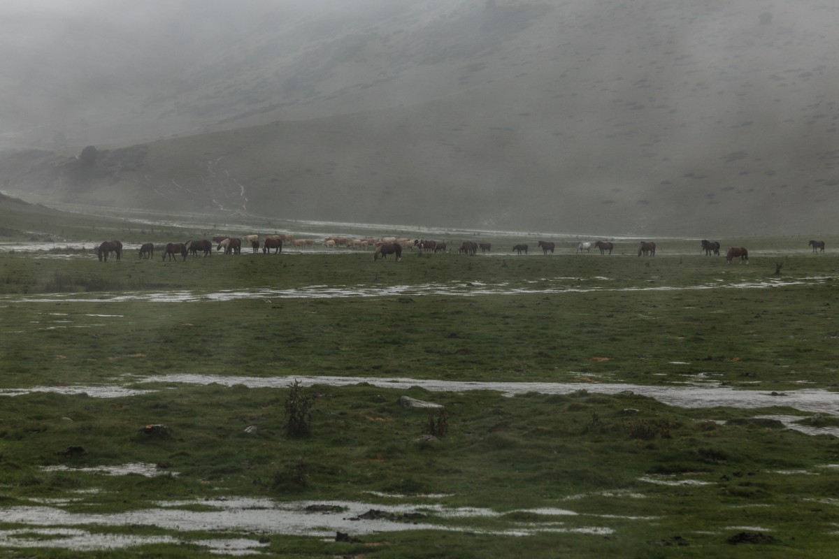 Pferde auf der Hourquette d'Ancizan im Gewitterregen