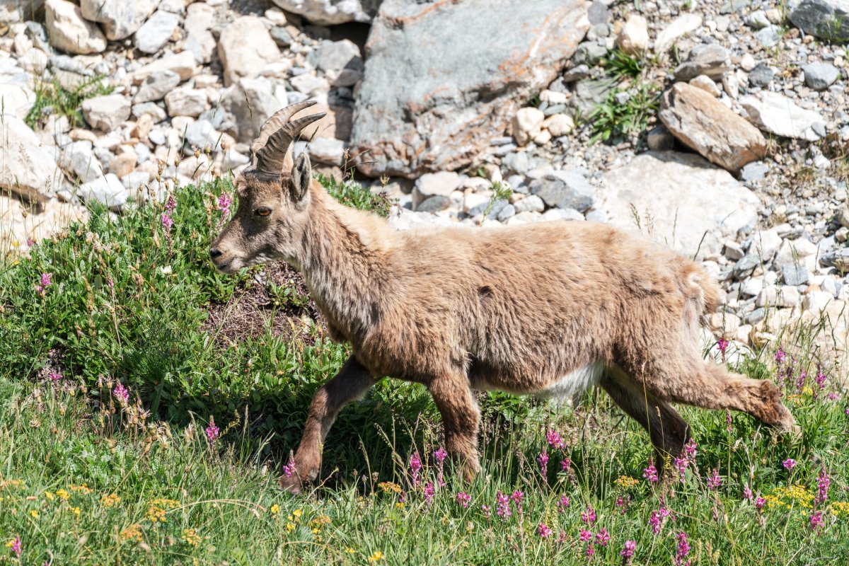 Steinböcke in den Gorges du Malpasset nahe Val d'Isère