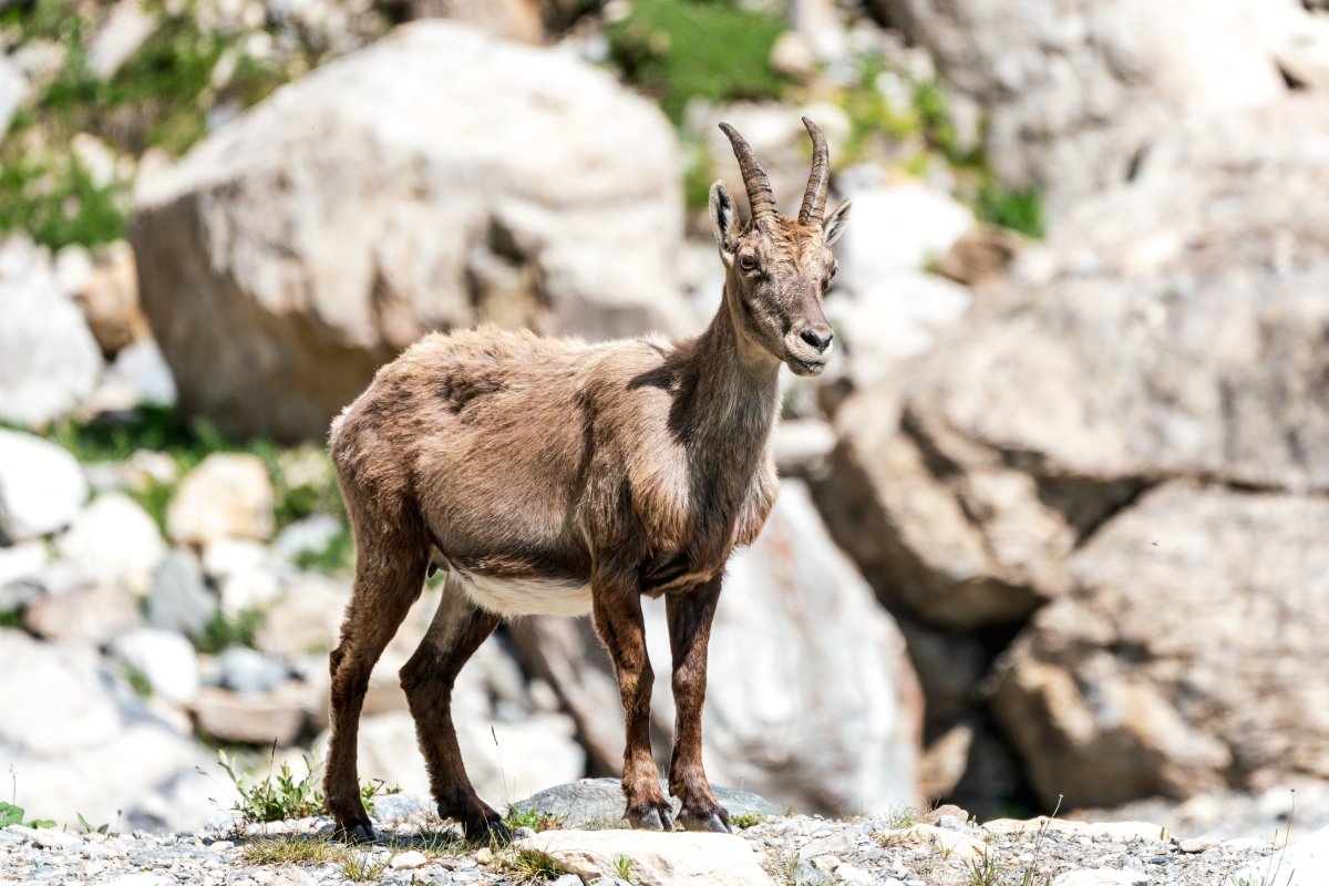 Steinböcke in den Gorges du Malpasset nahe Val d'Isère