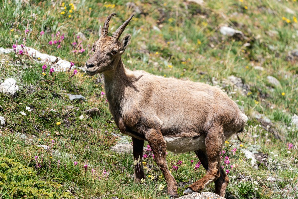 Steinböcke in den Gorges du Malpasset nahe Val d'Isère