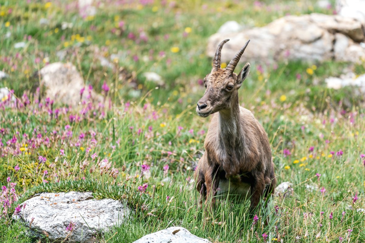 Steinböcke in den Gorges du Malpasset nahe Val d'Isère