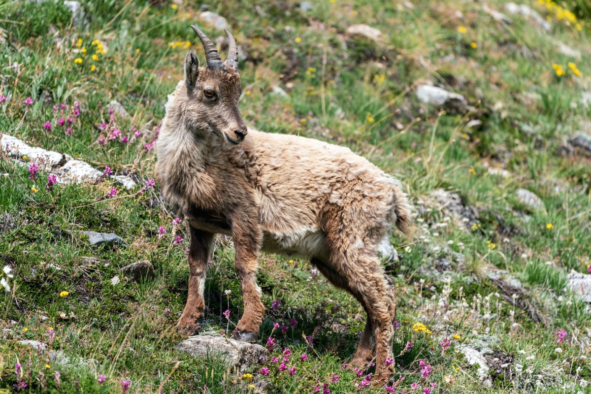 Steinböcke in den Gorges du Malpasset nahe Val d'Isère