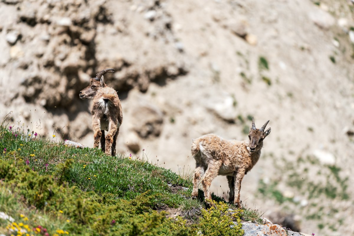 Steinböcke in den Gorges du Malpasset nahe Val d'Isère