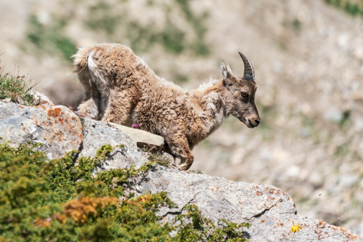 Steinböcke in den Gorges du Malpasset nahe Val d'Isère