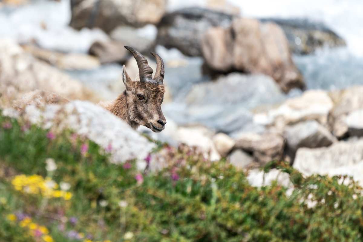 Steinböcke im Nationalpark Vanoise