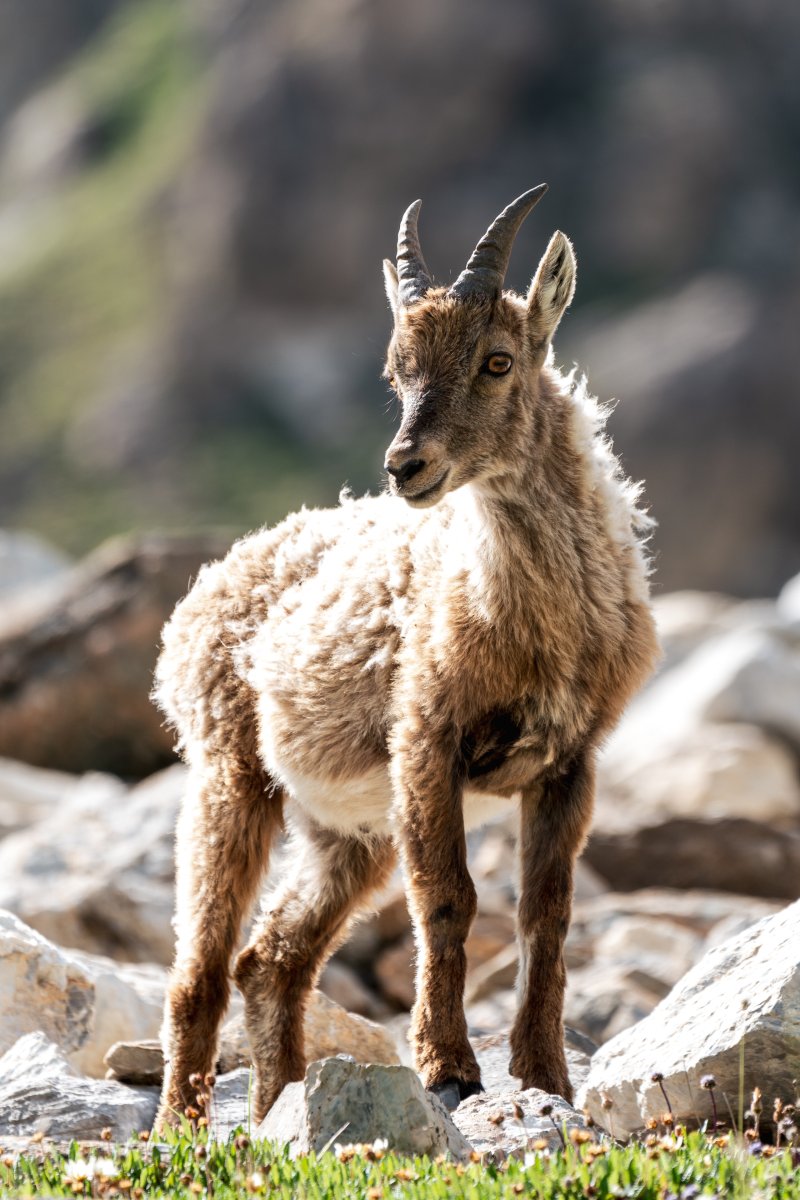 Steinböcke im Nationalpark Vanoise