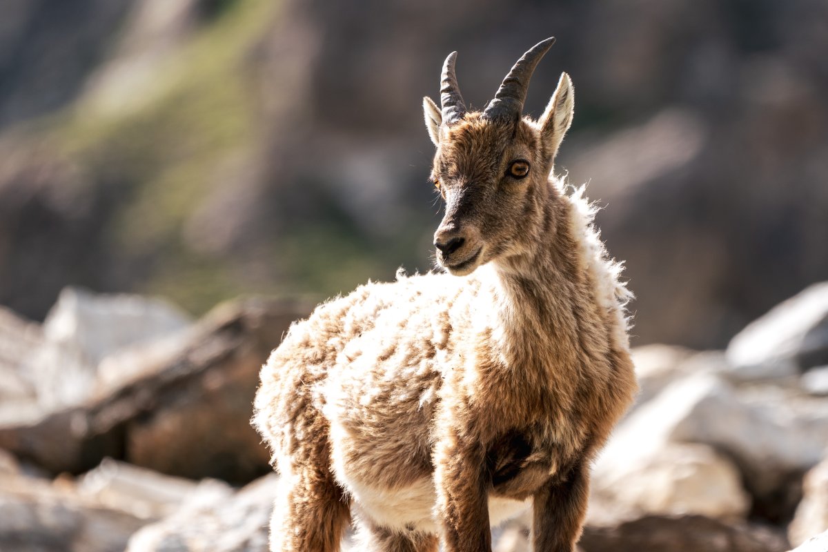 Steinböcke im Nationalpark Vanoise