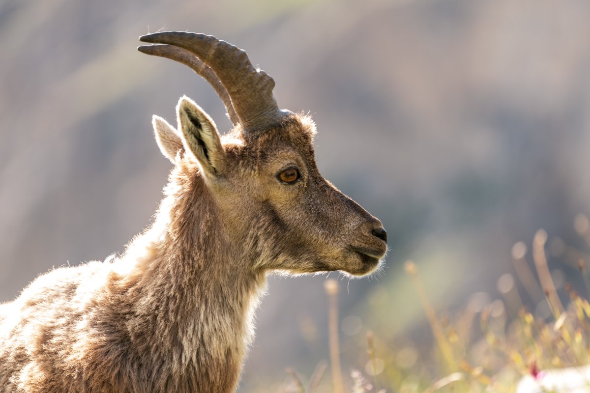 Steinböcke im Nationalpark Vanoise