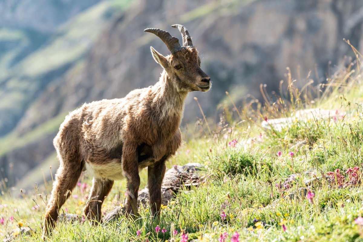 Steinböcke im Nationalpark Vanoise