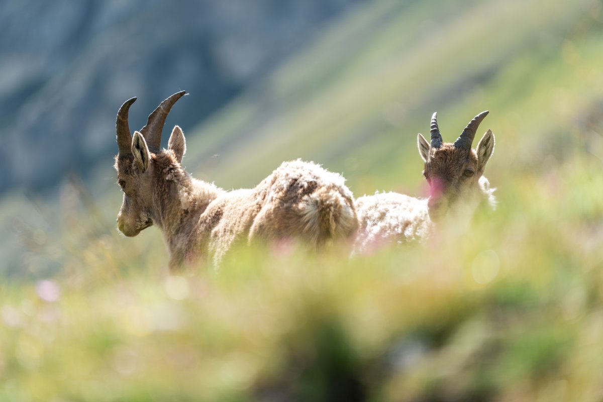 Steinböcke im Nationalpark Vanoise