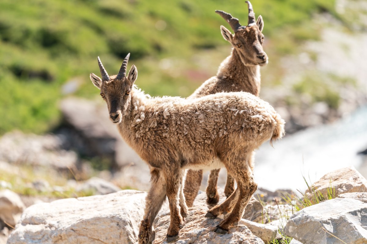 Steinböcke im Nationalpark Vanoise