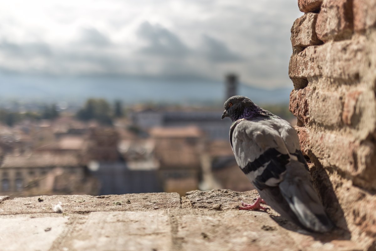 Ausblick von einem Turm auf Lucca