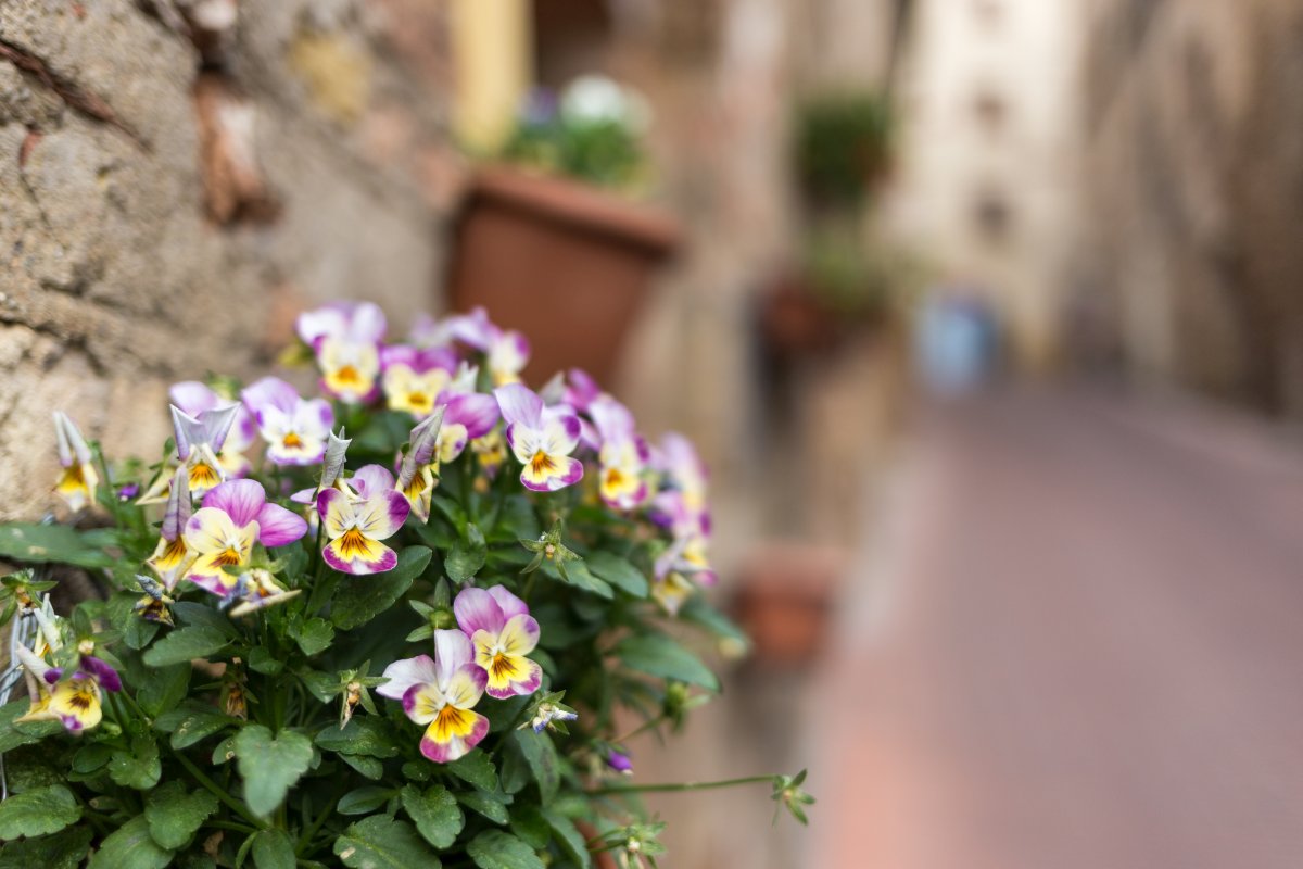 Blumen in San Gimignano in der Toskana