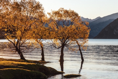 Herbstfarben und bunte Bäume am Lake Wanaka