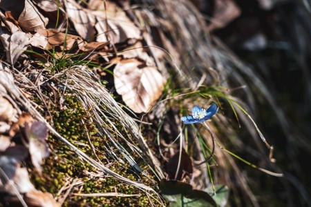 Frühlingserwachen in der Rheinschlucht in Graubünden