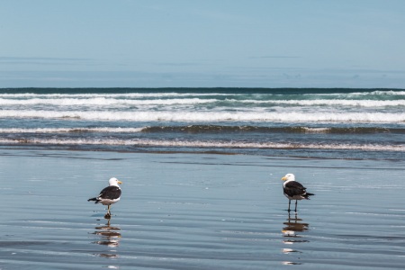 Vögel am 90 Mile Beach in Neuseeland