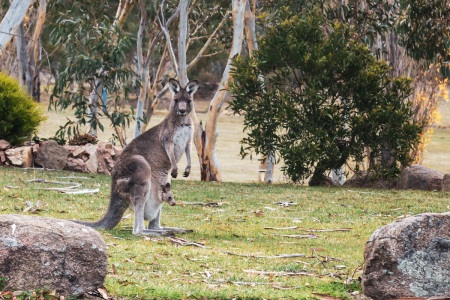 Känguru mit Jungtier in Australien