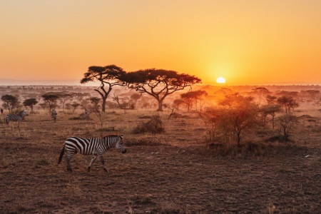 Zebra in der Serengeti bei Sonnenaufgang
