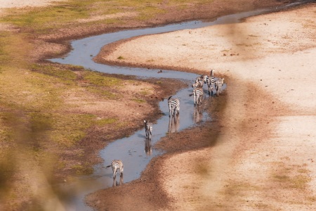 Zebras im Tarangire National Park