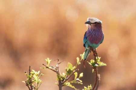 Vogel im Tarangire National Park