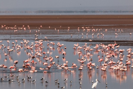 Vögel im Lake Manyara National Park