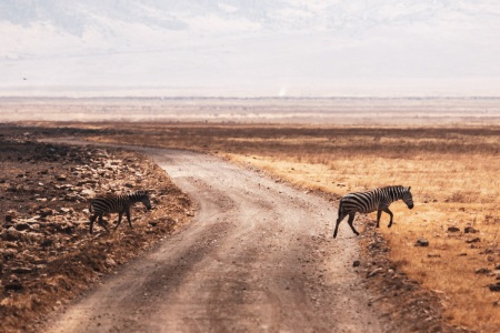 Zebras im Ngorongoro-Krater