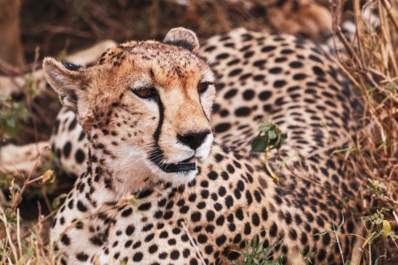 Geparden im Serengeti National Park