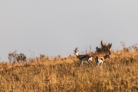 Gazellen im Serengeti National Park