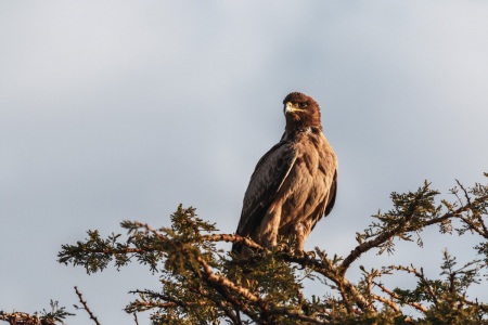 Adler im Serengeti National Park