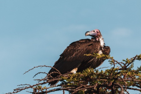 Geier im Serengeti National Park