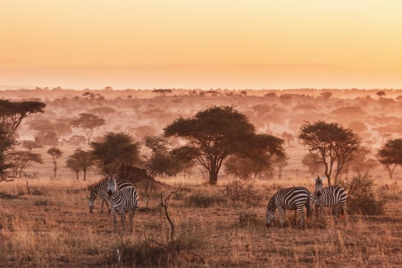 Zebras im Serengeti National Park