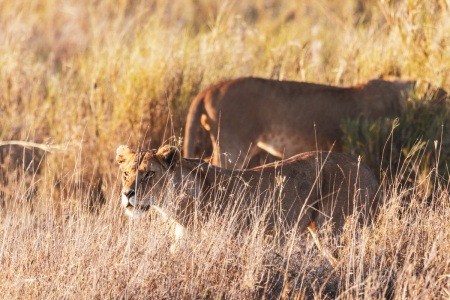 Löwen im Serengeti National Park