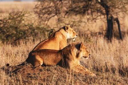 Löwen im Serengeti National Park