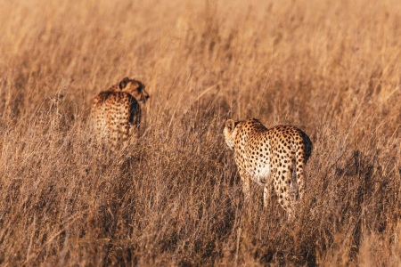 Geparden im Serengeti National Park