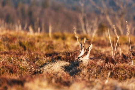 Gämse am Hohneck in den Vogesen