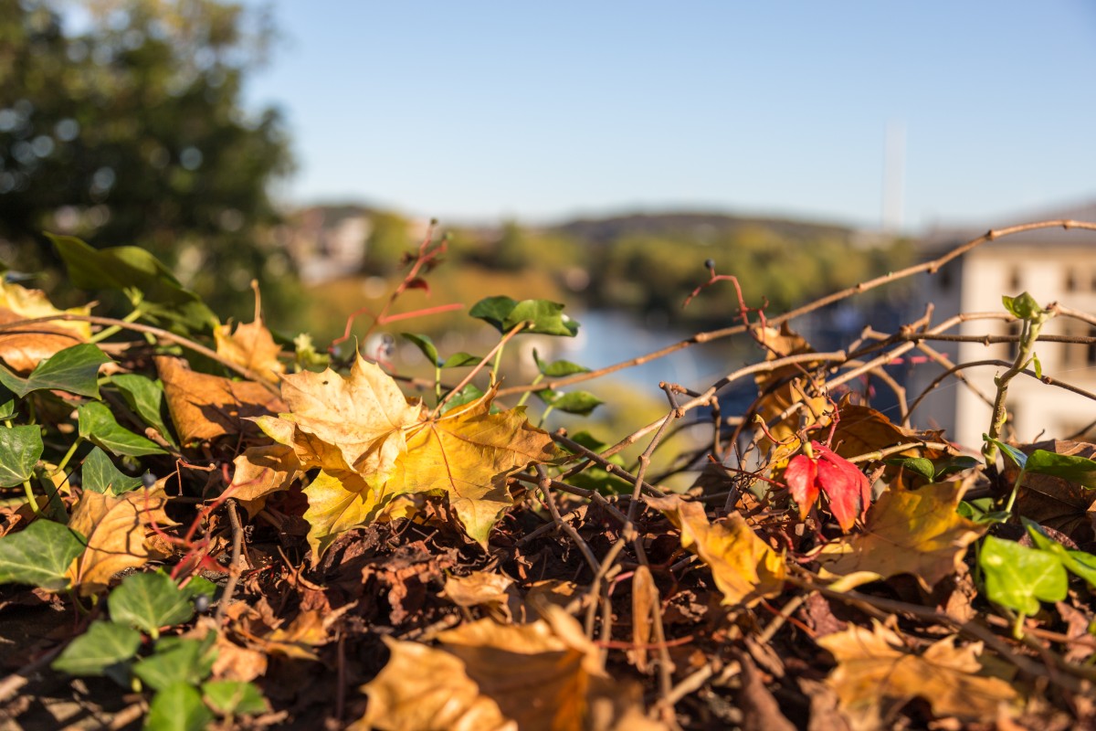 Herbst am Saarbrücker Schloss mit Blick auf die Saar