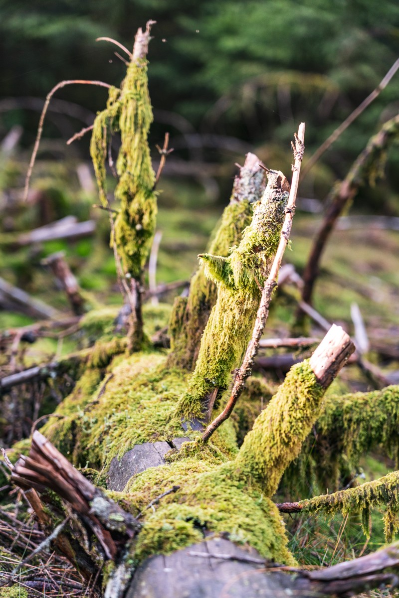 Moos im Wald bei der Talsperre Nonnweiler