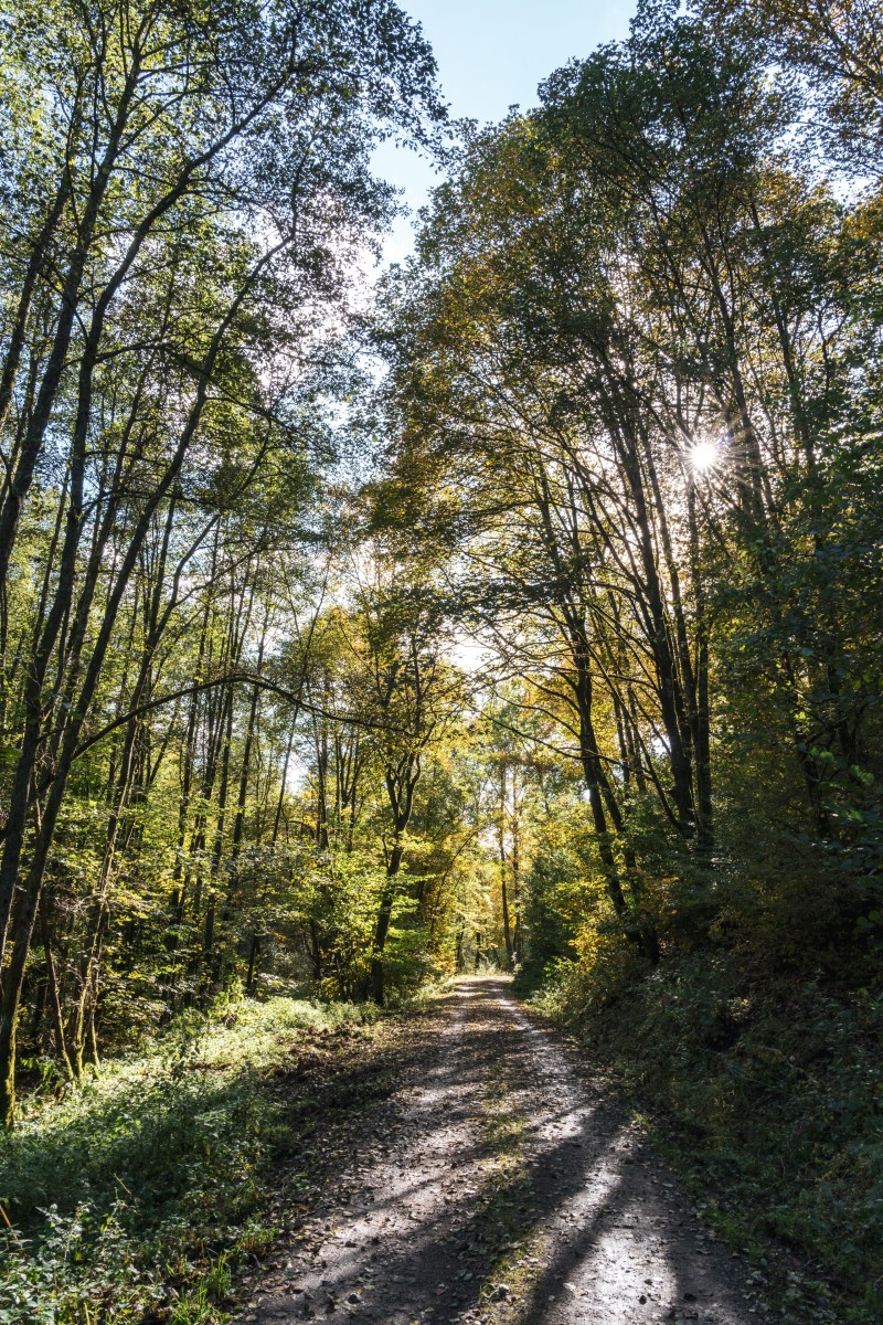 Traumschleife Hubertusrunde Nationalpark Nonnweiler