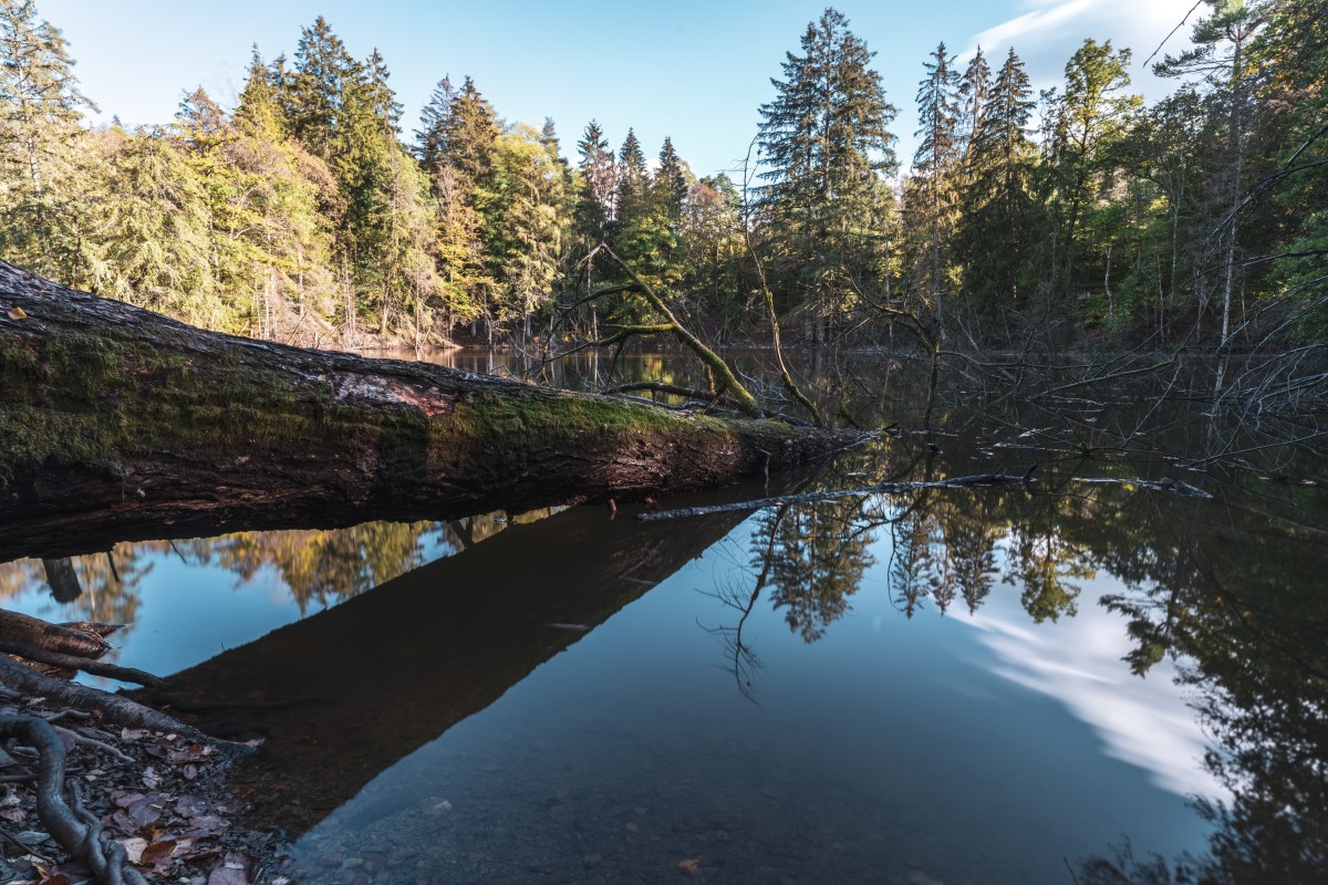 Weiher bei Otzenhausen im Nationalpark Hunsrück-Hochwald
