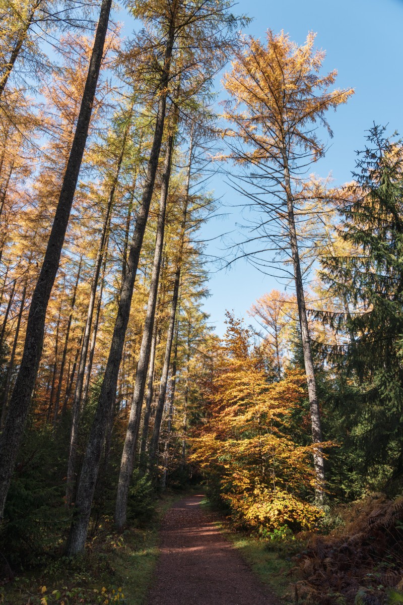 Lärchen im Hochwald