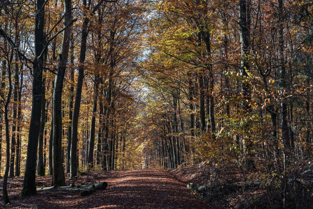 Weiskircher Wildnis-Trail im Herbst