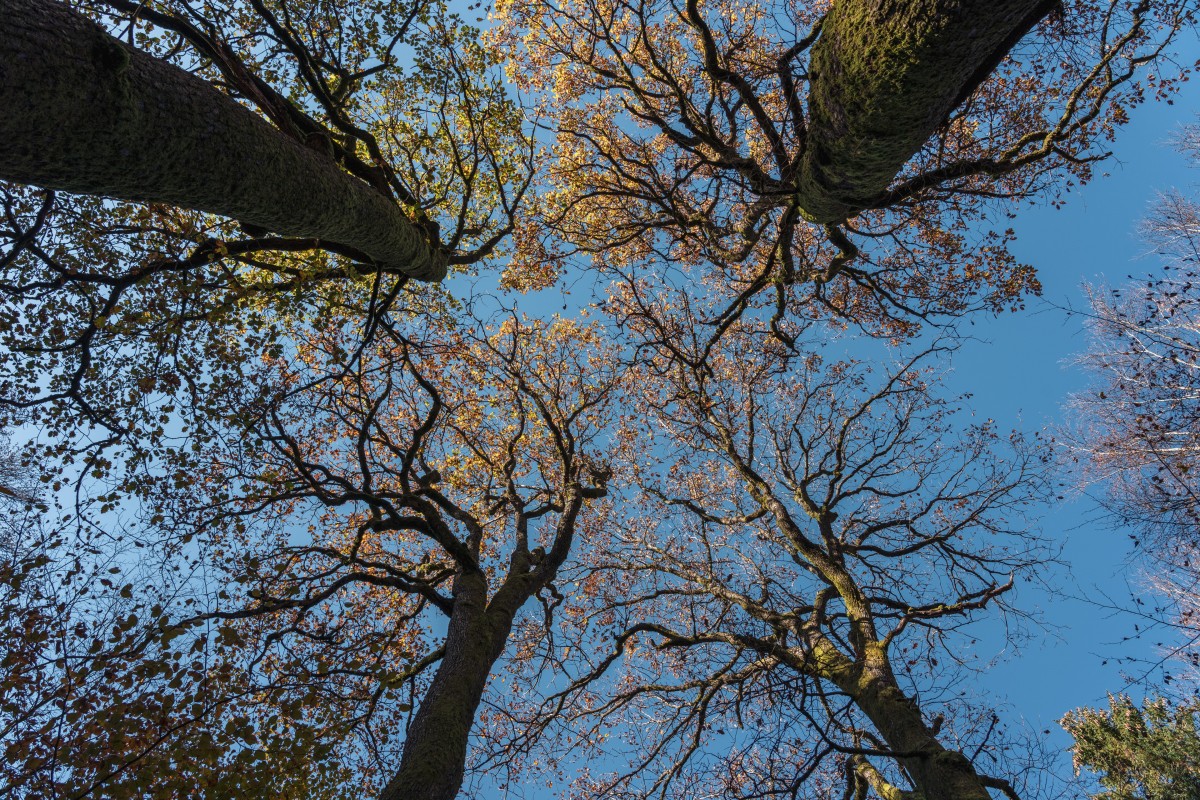 Eichen im Hochwald