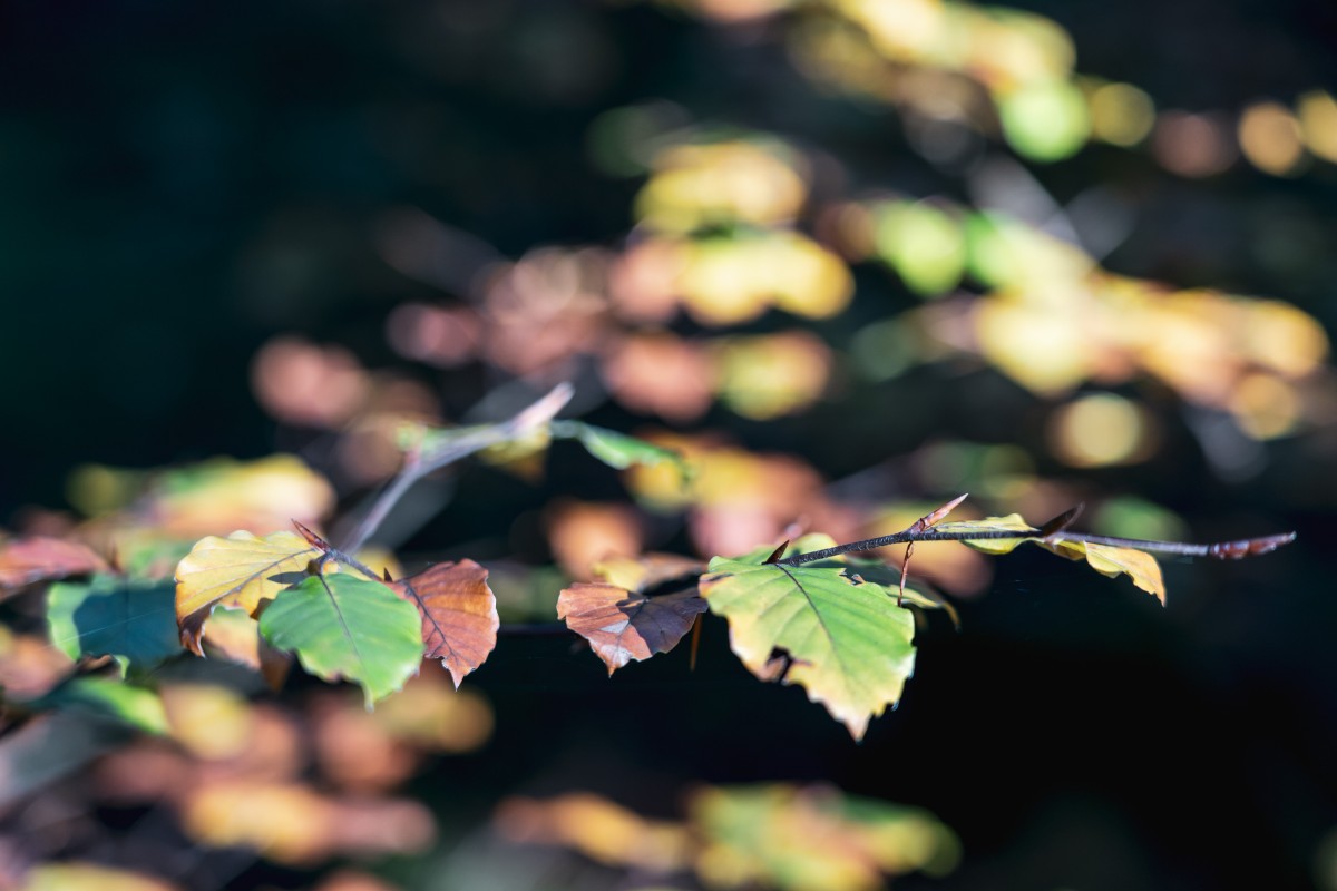 Herbstfarben im Hochwald