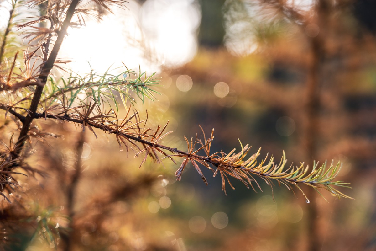 Lärchennadeln im Hochwald