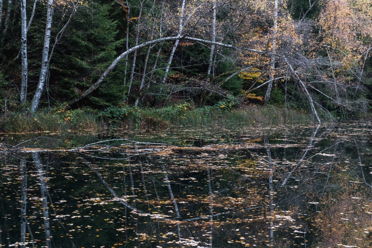 Herbststimmung mit Spiegelung am Herberloch bei Weiskirchen