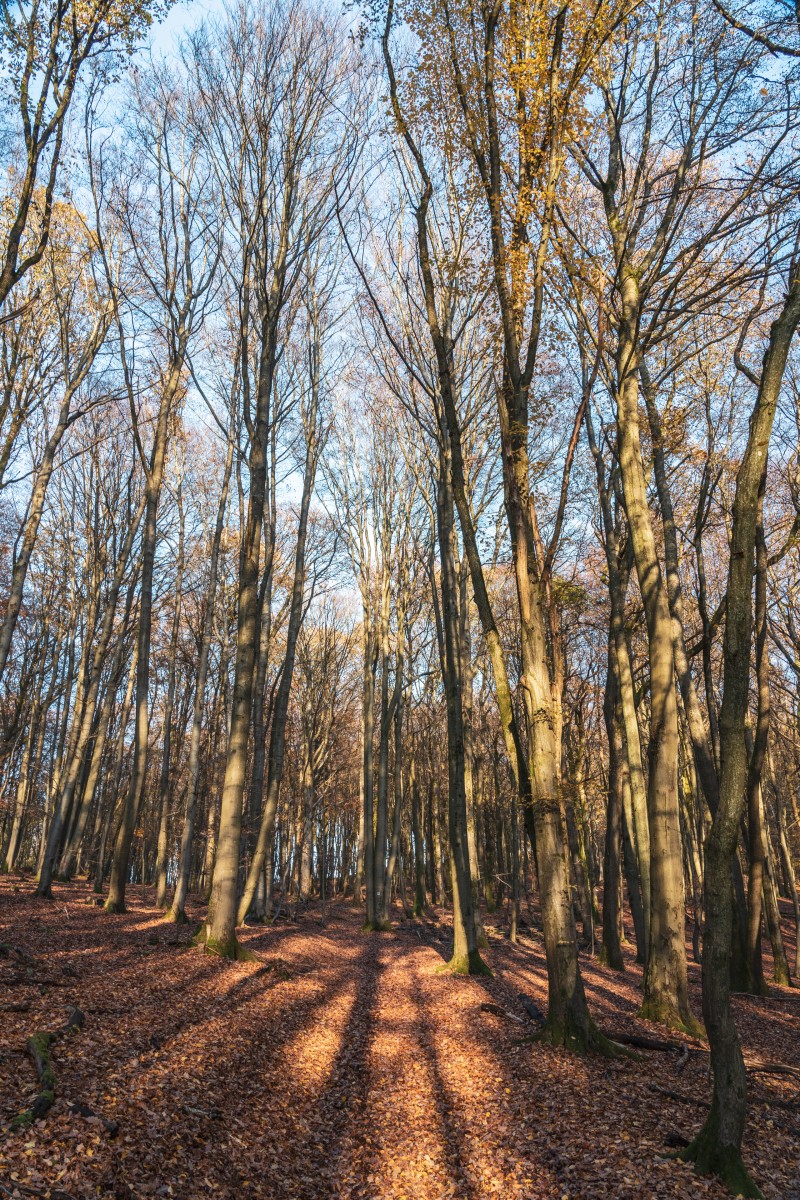 Wald bei Primstal in der Abendsonne